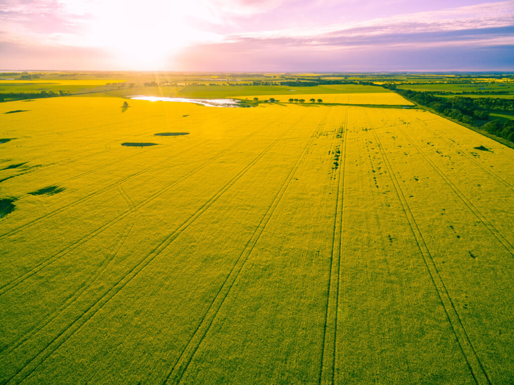 Canola farm