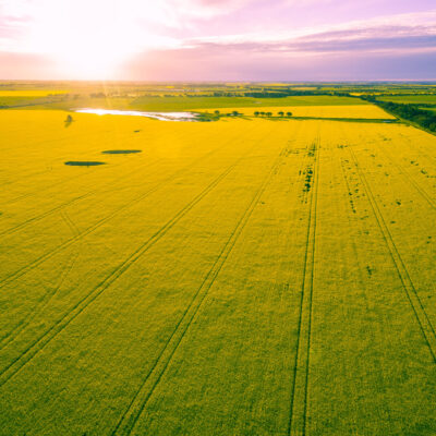 Canola farm